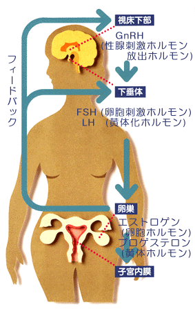 ＦＳＨなど